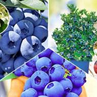 Комплект з 3-х саджанців лохин різних сортів